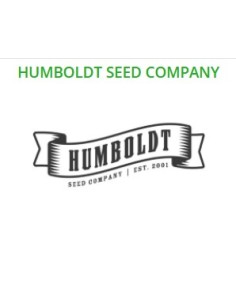 Humboldt Seed Company - Blueberry Cupcake - 3 Semi 2
