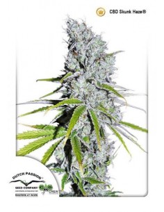 Dutch Passion - CBD Skunk Haze - 3 Semi Femminizzati
