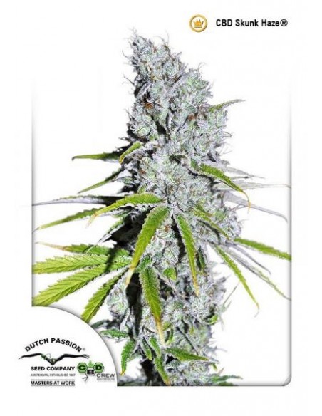 Dutch Passion - CBD Skunk Haze - 3 Semi Femminizzati
