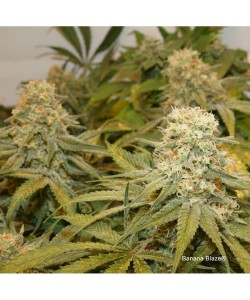 Dutch Passion - Banana Blaze - 100 Semi Fem 2