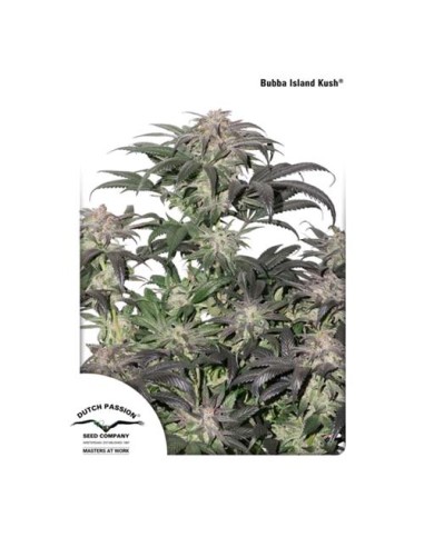 Dutch Passion - Bubba Island Kush - 3 Semi Fem