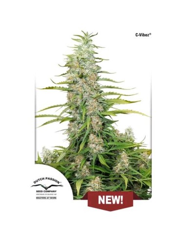 Dutch Passion - C-Vibez - 5 Semi Fem