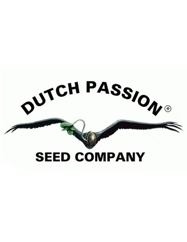 Dutch Passion - C-Vibez - 10 Semi Fem