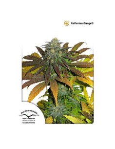 Dutch Passion - Californian Orange - 10 Semi Fem
