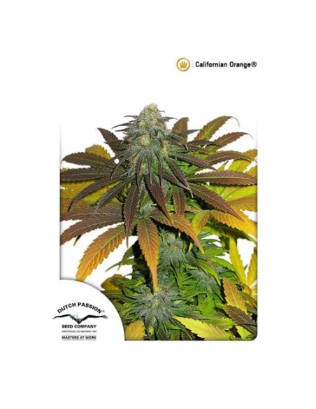 Dutch Passion - Californian Orange - 10 Semi Fem