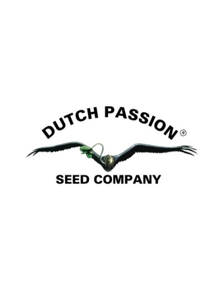 Dutch Passion - Frisian Dew - 3 Semi Fem