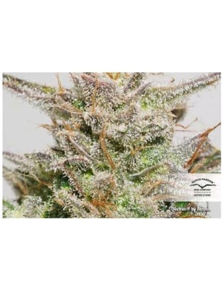 Dutch Passion - Desfran - 5 Semi Fem