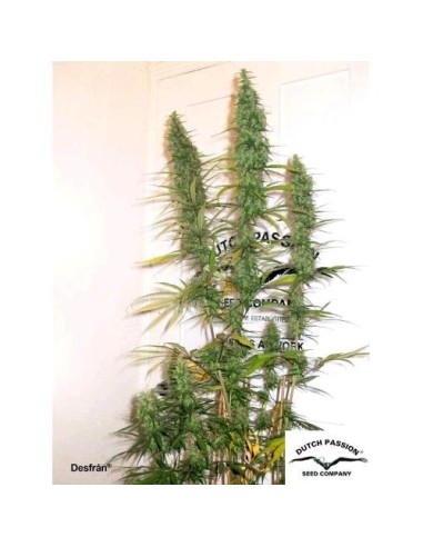 Dutch Passion - Desfran - 5 Semi Fem