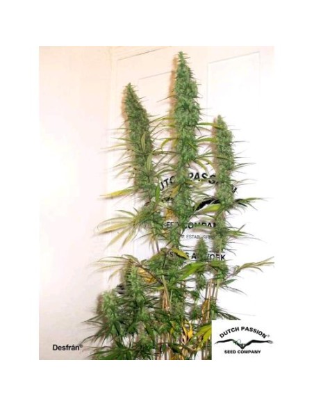 Dutch Passion - Desfran - 5 Semi Fem