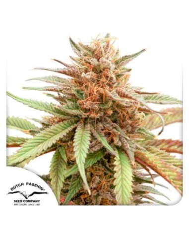 Dutch Passion - Durban Dew - 5 Semi Fem