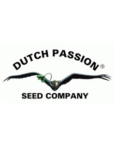 Dutch Passion - Glueberry OG - 3 Semi Femm 2