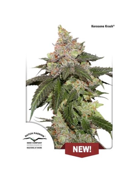 Dutch Passion - Kerosene Krash - 5 Semi Fem