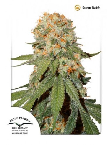 Dutch Passion - Orange Bud - 100 Semi Femminizzati