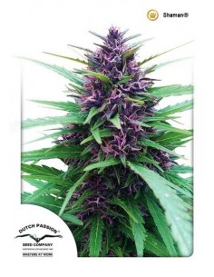 Dutch Passion - Shaman - 5 Semi Femminizzati