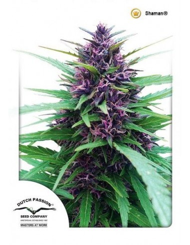 Dutch Passion - Shaman - 5 Semi Femminizzati