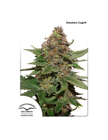 Dutch Passion - Strawberry Cough - 5 Semi Fem