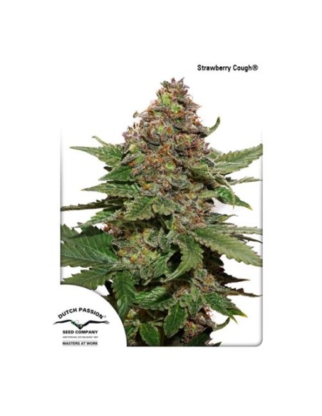 Dutch Passion - Strawberry Cough - 3 Semi Fem