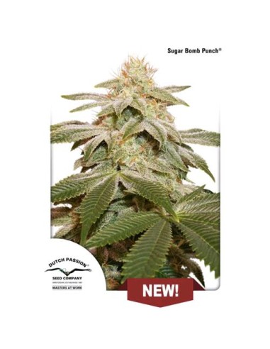 Dutch Passion - Sugar Bomb Punch - 10 Semi Fem