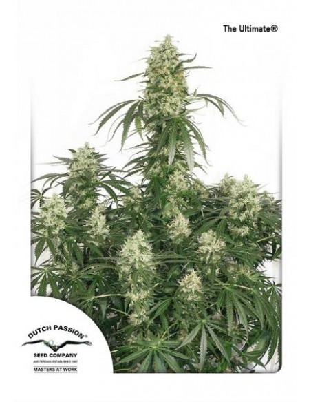 Dutch Passion - The Ultimate - 5 Semi Femminizzati Dutch Passion - The Ultimate - 5 Semi Femminizzati