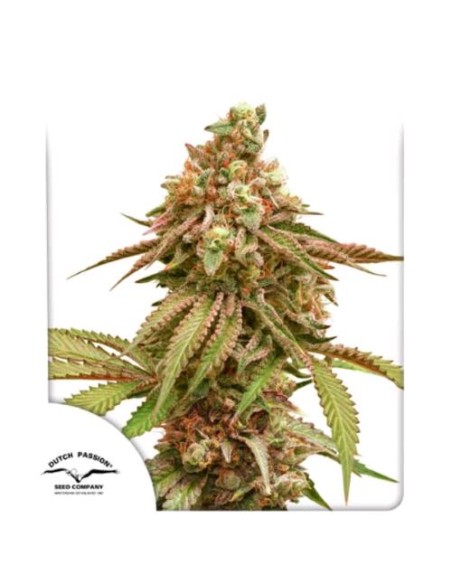 Dutch Passion - Tropical Tangie - 5 Semi Fem Dutch Passion - Tropical Tangie - 5 Semi Fem