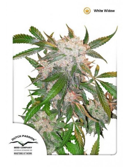 Dutch Passion - White Widow - 100 Semi Femminizzati Dutch Passion - White Widow - 100 Semi Femminizzati