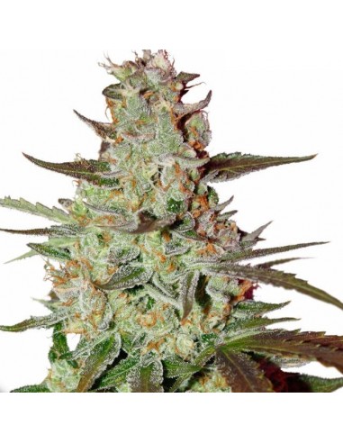 DUTCH PASSION - BLUE AUTOMAZAR - 7 SEMI