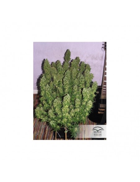 DUTCH PASSION - BLUE AUTOMAZAR - 7 SEMI