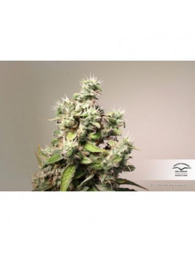 Dutch Passion - Charlotte's Angel CBD - 7 Semi Auto