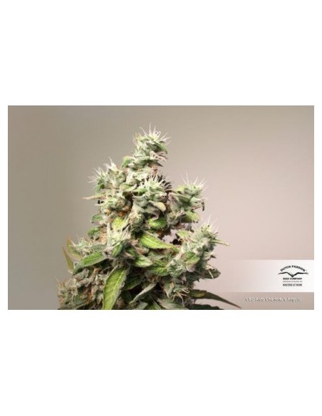 Dutch Passion - Charlotte's Angel CBD - 7 Semi Auto