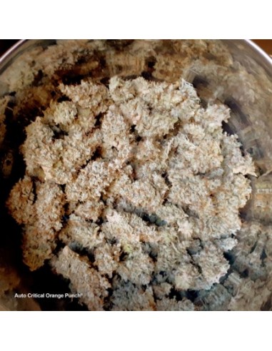Dutch Passion - Critical Orange Punch - 100 Semi  Auto