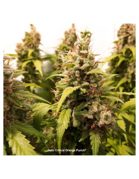 Dutch Passion - Critical Orange Punch - 100 Semi  Auto