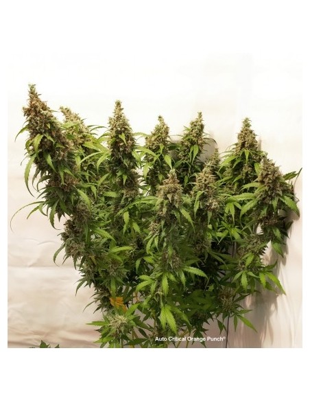 Dutch Passion - Critical Orange Punch - 100 Semi  Auto