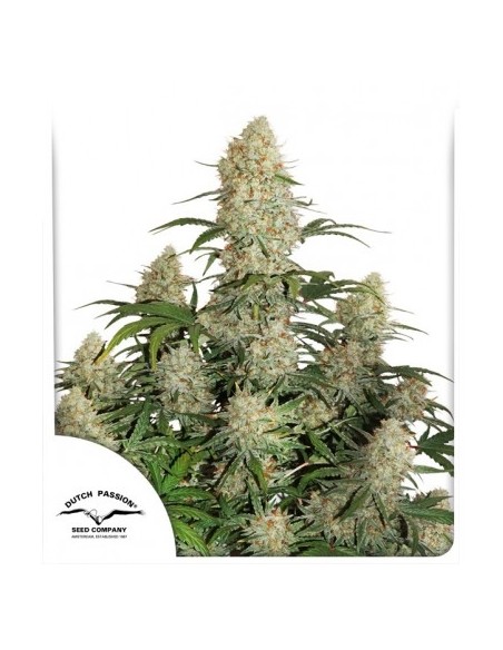 Dutch Passion - Critical Orange Punch - 100 Semi  Auto