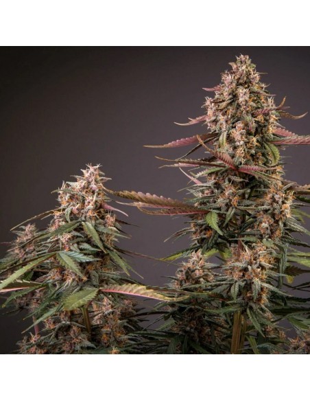 Dutch Passion - Blackberry Kush - 7 Semi  Auto