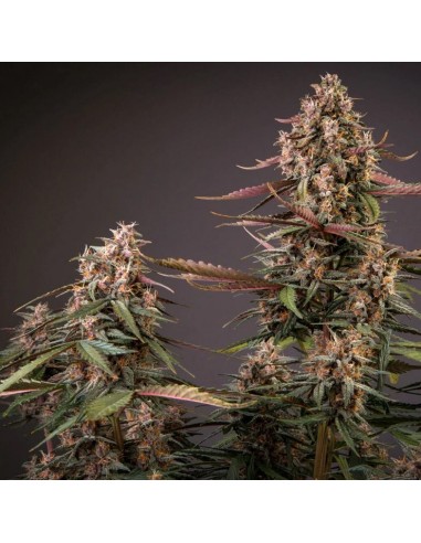 Dutch Passion - Blackberry Kush - 3 Semi  Auto