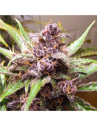 Dutch Passion - Blackberry Kush - 3 Semi  Auto