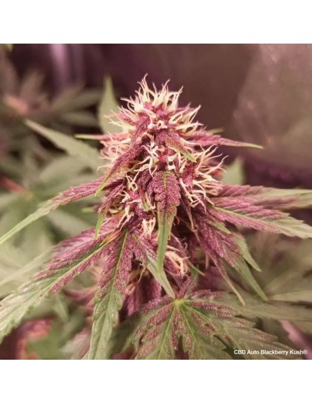 Dutch Passion - Blackberry Kush CBD - 3 Semi Auto