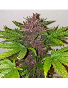 Dutch Passion - Blackberry Kush CBD - 100 Semi Auto 2