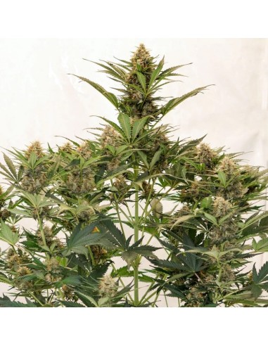 Dutch Passion - Mac 1 - 7 Semi  Auto