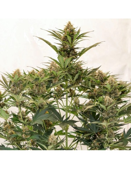 Dutch Passion - Mac 1 - 7 Semi  Auto