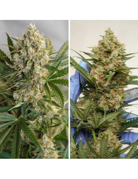 Dutch Passion - Mac 1 - 7 Semi  Auto