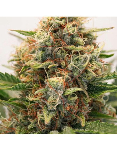 Dutch Passion - Mac 1 - 7 Semi  Auto