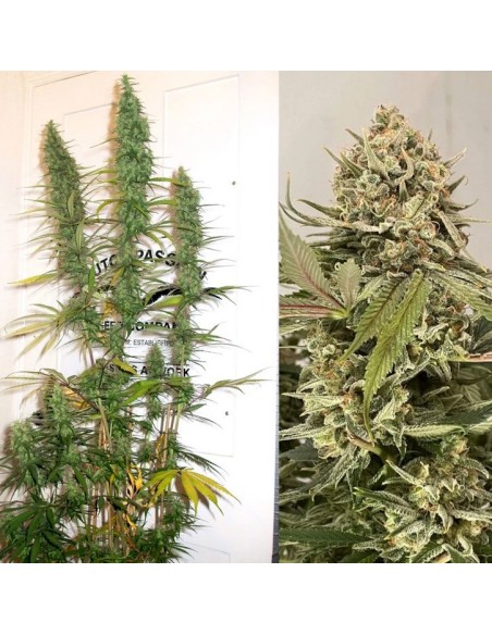 Dutch Passion - Desfràn - 7 Semi  Auto