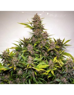 Dutch Passion - Forbidden Cherry - 3 Semi 2