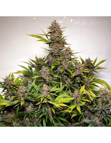 Dutch Passion - Forbidden Cherry - 3 Semi