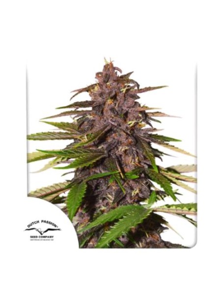 Dutch Passion - Forbidden Cherry - 7 Semi