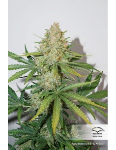 Dutch Passion - Glueberry Og - 7 Semi Auto 2