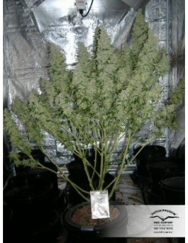 Dutch Passion - Mazar - 100 Semi Auto