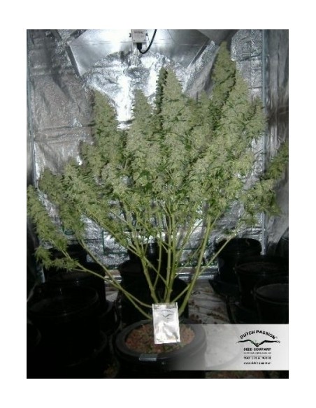 Dutch Passion - Mazar - 100 Semi Auto