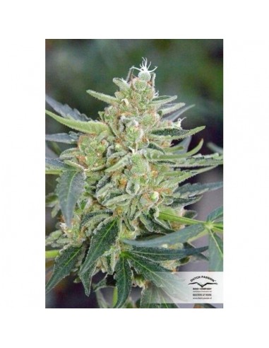 Dutch Passion - Mazar - 100 Semi Auto